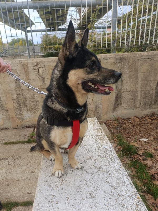 Giovane Maschietto Taglia Medio Piccola